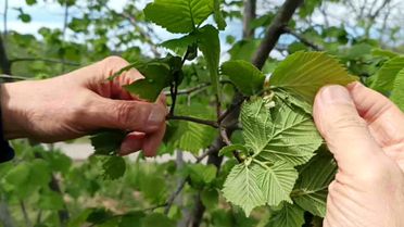 Fındıkta Verim Düşüklüğü Tehdidi