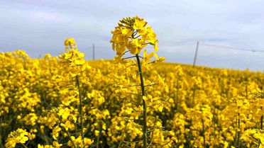 Hayrabolu'da Kanola Çiçek Açtı