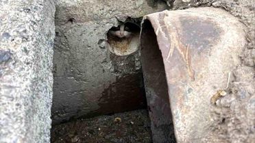 Rögar Borusundan Kurtarılan Yavru Kediler