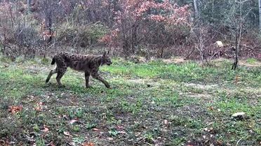 Ovacık'ta Yaban Hayvanları Fotokapana Yansıdı