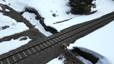 Boz Ayının Drone ile Karşılaşması