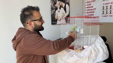 Kediler, Kuşlara Pusu Kurdu!