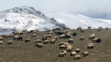 Küçükbaş Hayvanlar Meralara Salındı