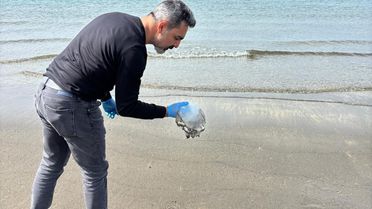 Arsuz'da Denizanası Yoğunluğu Uyarısı