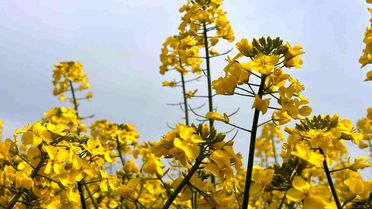 Hayrabolu'da Kanola Tarlaları Görsel Şölen Sunuyor