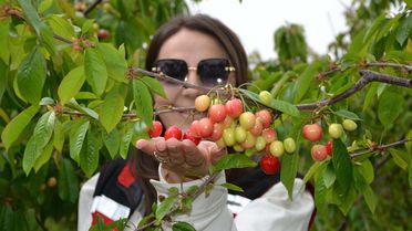 Manisa'da İlk Kiraz 6 Bin TL