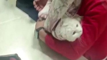 Kedi Giderde Sıkıştı, İtfaiye Kurtardı