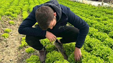 Bu sefer tarladan güzel haber geldi...35 liraya tarladan satılan marul yüzleri güldürdü