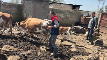 Cizre'de Hayvancılık İçin Aşılama ve Küpeleme Çalışmaları