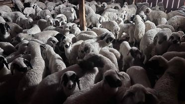 Erzincan'da Kuzuların Renkli Buluşması