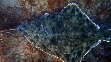 Dip çamuru temizliği İzmit Körfezi'ne yunusları geri getirdi