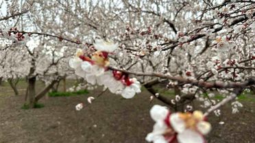 Kağızman'da Kayısı Ağaçları Çiçek Açtı