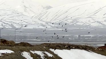 Kuşların rüzgarla dansı: Havada zor kalabildiler