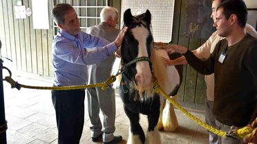 Pendik'te atlarla şifa: Yaşlılar için atla terapi dönemi başladı