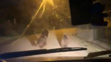 Zonguldak'ta Ayılar Köye İndi