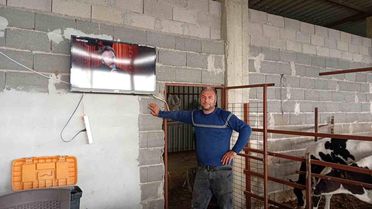 İnekler için Müzikli Televizyon