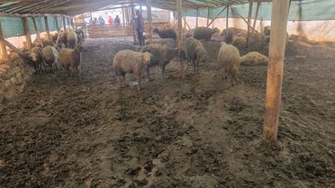 Kurt Saldırısı: 40 Koyun Telef Oldu