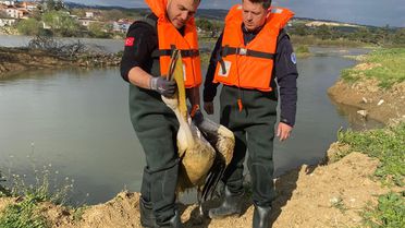 Yaralı Pelikan Kurtarıldı