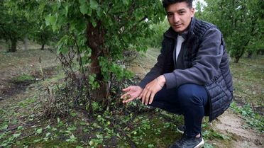 Hatay'da Dolu Zararı: Kayısı Bahçeleri Etkilendi