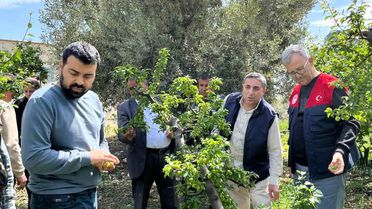 Silifke'de Dolu Yağışı Tarımı Vurdu