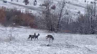 Kızılgeyikler Refahiye'de Görüntülendi