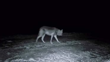 Ganos Dağı'ndaki Yaban Hayat Görüntülendi