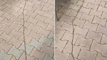 İstanbullular diken üstünde! Çam kese tırtılı böyle görüntülendi