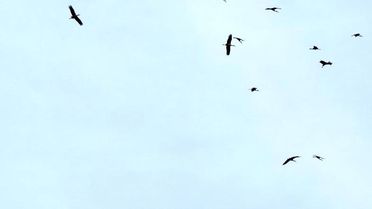 Kozan'da Leyleklerin Bahar Göçü