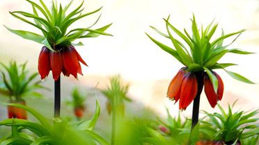 Muş'ta ters laleler açtı