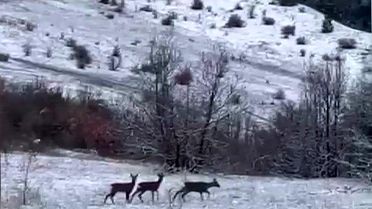 Kızıl Geyikler Refahiye'de Görüntülendi