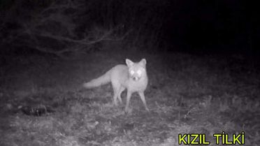 Edirne'de Yaban Hayvanlarına Fotokapanla İzleme