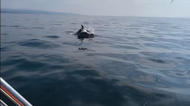 Gökçetepe'de Yunus Görüntüleri