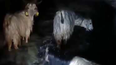 Hakkari'de Yağışlar Hayvanları Mahsur Bıraktı