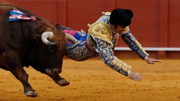 Kızgın boğanın makatından boynuzladığı matador ağır yaralandı
