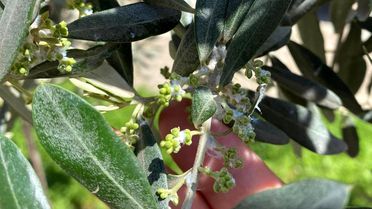 Sarıgöl'de Zeytin Üreticilerine Pamuklu Bit Uyarısı