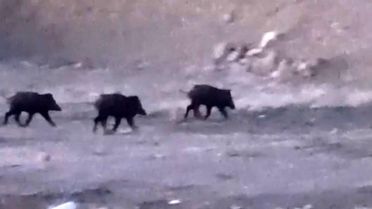 Yüksekova'da Yaban Domuzları Görüntülendi