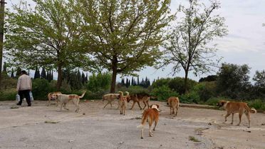 Aydın'da Başıboş Köpek Sorunu