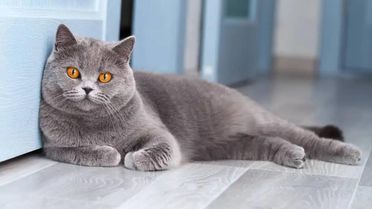 British Shorthair Ev Bakımına Uygun mudur? (2026 Güncel Rehber)