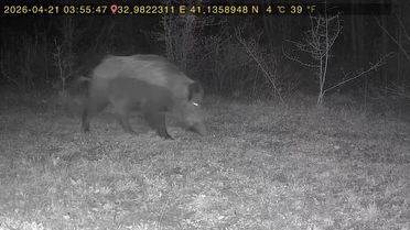 Ovacık'ta Fotokapan Orman Hayatını Kaydetti