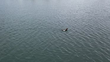 Nesli Tükenen Elmabaş Ördekler Şarkışla'da