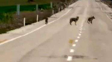 Kurtlar Köy Yoluna İndi