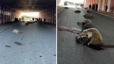 Hatay'da otomobilin çarptığı sürüdeki 17 koyun öldü