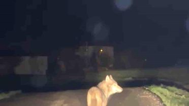 Eflani'de Yoldaki Kurt Görüntülendi