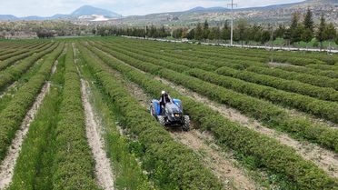 Isparta'da Gül Rekoltesi 13 Bin Ton Bekleniyor