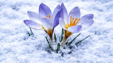 Kartepe'nin nadide türü objektiflere yansıdı