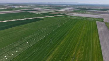 Konya Ovası'nda Buğday Rekolte Artışı Bekleniyor