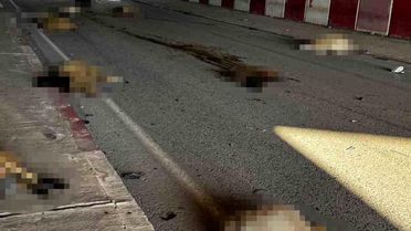 Hatay'da Otomobil Koyun Sürüsüne Daldı