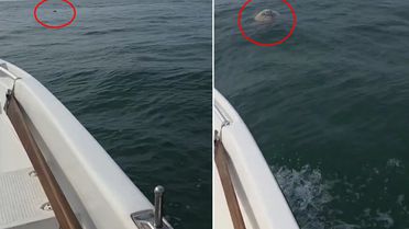 Balıkçı denizde boğulan koyunu görünce şaşkına döndü