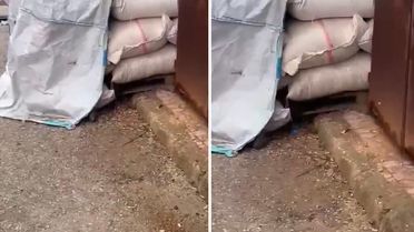 Kuruyemişlerin üzerinde fareler cirit attı