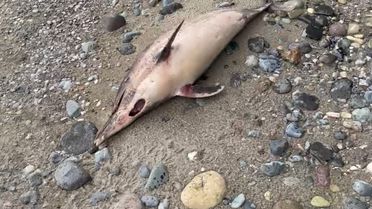 Trabzon'da esrarengiz yunus ölümleri! 1 ayda 3 balık